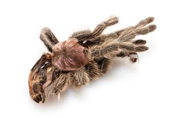 die getrocknete Hülle von einer Vogelspinne (Tarantel), die sich gehäutet hat