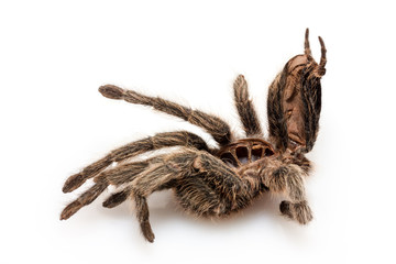 die getrocknete Hülle von einer Vogelspinne (Tarantel), die sich gehäutet hat
