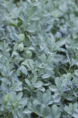 botanical garden vienna