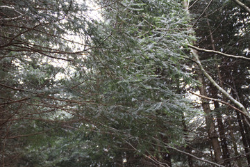 Winter forest. Christmas trees and fir. Falling snow
