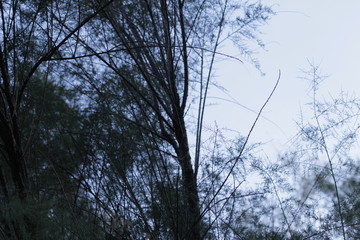 botanical garden vienna