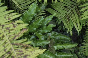 botanical garden vienna