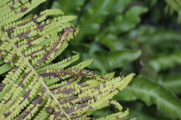 botanical garden vienna