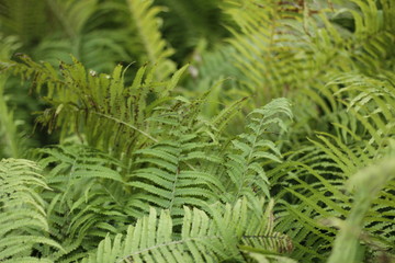 botanical garden vienna
