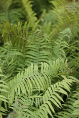 botanical garden vienna