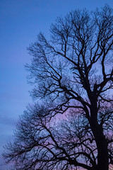 300 years Fraxinus, ash tree at colorful sunset sky background