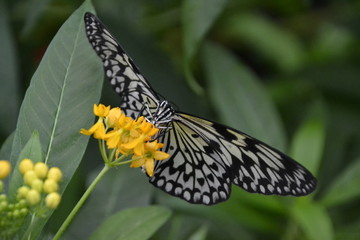 Schmetterling auf Pflanze - Blüte / Edelfalter / Die Edelfalter sind eine Familie der Ordnung der Schmetterlinge/ Tagpfauenauge
