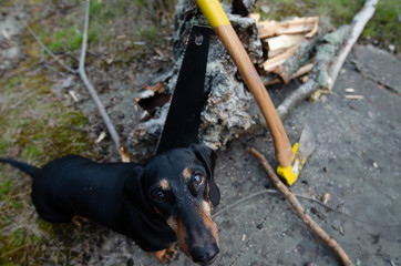Campingvibes with a dog