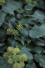 botanical garden vienna