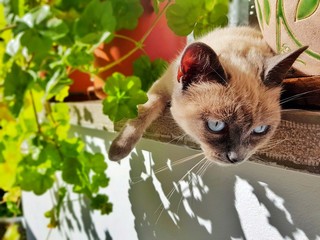 Gato siames tomando el sol en el pueblo
