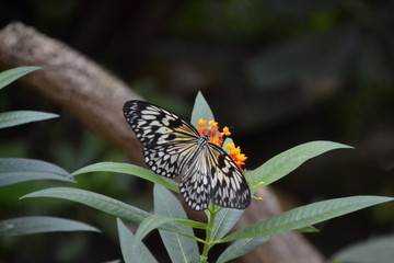 Schmetterling auf Pflanze - Blüte / Edelfalter / Die Edelfalter sind eine Familie der Ordnung der Schmetterlinge/ Tagpfauenauge