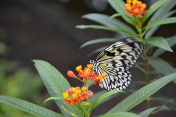 Schmetterling auf Pflanze - Blüte / Edelfalter / Die Edelfalter sind eine Familie der Ordnung der Schmetterlinge/ Tagpfauenauge
