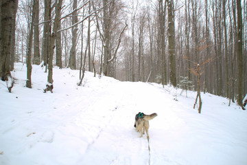 Adult Husky travels in the winter forest. Dog games Snow and winter