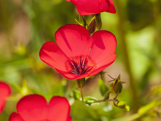 Linum Grandiflorum - Gros plan sur lin à grandes fleurs rouge brillant.