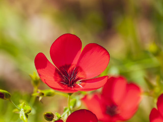 Linum Grandiflorum - Gros plan sur lin à grandes fleurs rouge brillant.