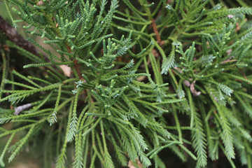 Tree pine Close up at garden
