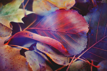 Colorful autumn leaves made with gradient for background. Abstract, texture, soft and blurred style like a postcard. Abstract autumn leaves for blurred background.