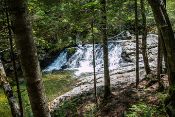 Falls in the forest. Summer. The river in the forest.