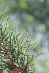 Tree pine Close up at garden