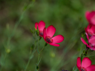 Linum Grandiflorum - Lin à grandes fleurs rouge  écarlate