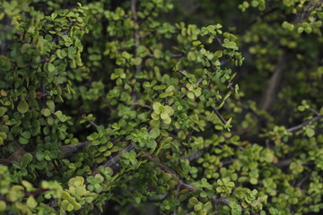 botanical garden vienna