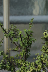 botanical garden vienna