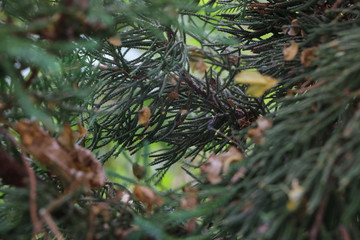 Tree pine Close up at garden