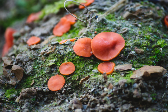 Orange peel fungus (Aleuria aurantia) growing on moss on rocks in a forest