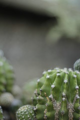 botanical garden vienna