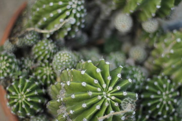 botanical garden vienna