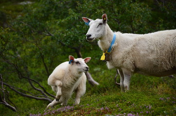 Schaf und Lamm (rennt) auf der Weide