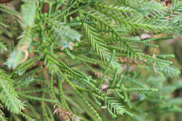 Tree pine Close up at garden
