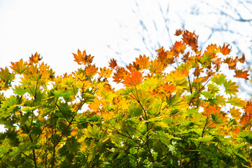 Colorful maple tree leaf autumn scene on white background