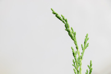 Tree pine Close up at garden