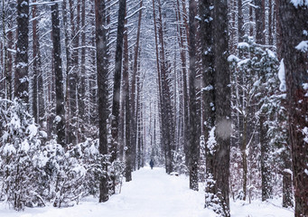 Winter landscape. Winter road and trees covered with snow. Winter forest