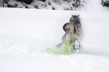Haski plays with a girl in the woods. The dog runs in the snow. Drown in the woods in the snow. Husky travels. Snow and winter. Dog games with a woman