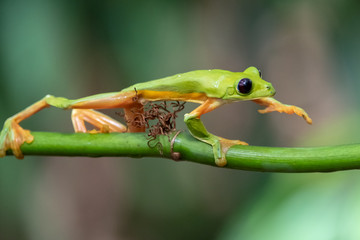 Gliding tree frog (Agalychnis spurrelli) is a species of frog in family Hylidae. It is found in Colombia, Costa Rica, Ecuador, and Panama.