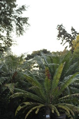 botanical garden vienna