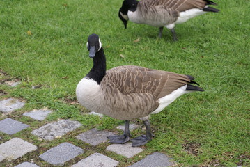 Kanadagans im Park  2019119