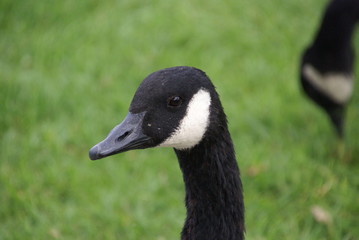 Kanadagans Kopf seitlich 2019121