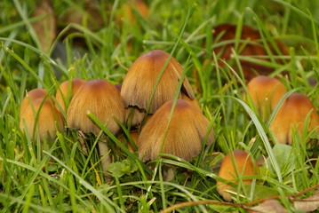 Pilzgruppe in Rasen 2019118