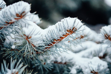 Naklejka na ściany i meble Winter cold snow frost background fir tree close up