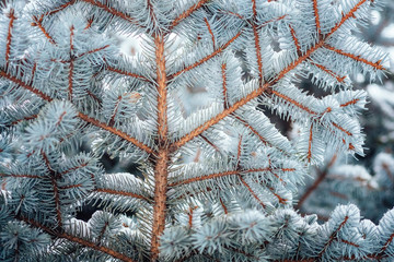 Winter cold snow frost background fir tree close up