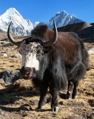 Black yak on the way to Everest and mount Pumo ri