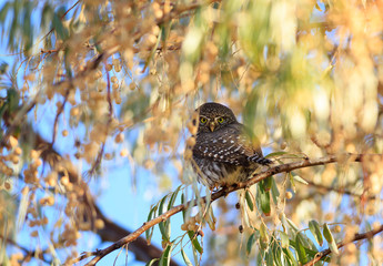 Pygmy Owl in a Tree in Arizona