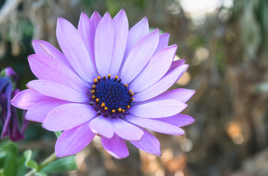 Big purple flower (Osteospermum) known as daisybush or African daisy - Powered by Adobe