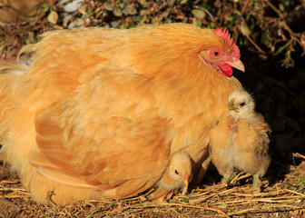 A buff-colored hen and her chicks