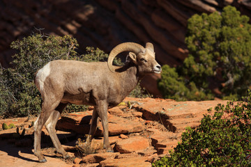 Bighorn Sheep Ram in Zion National Park, Utah