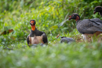 King vulture, Sarcoramphus papa, large bird found in Central and South America. Flying bird, forest in the background. Wildlife scene from tropic nature. Red head bird. Condor with open wing, Panama