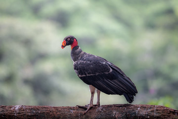 King vulture, Sarcoramphus papa, large bird found in Central and South America. Flying bird, forest in the background. Wildlife scene from tropic nature. Red head bird. Condor with open wing, Panama